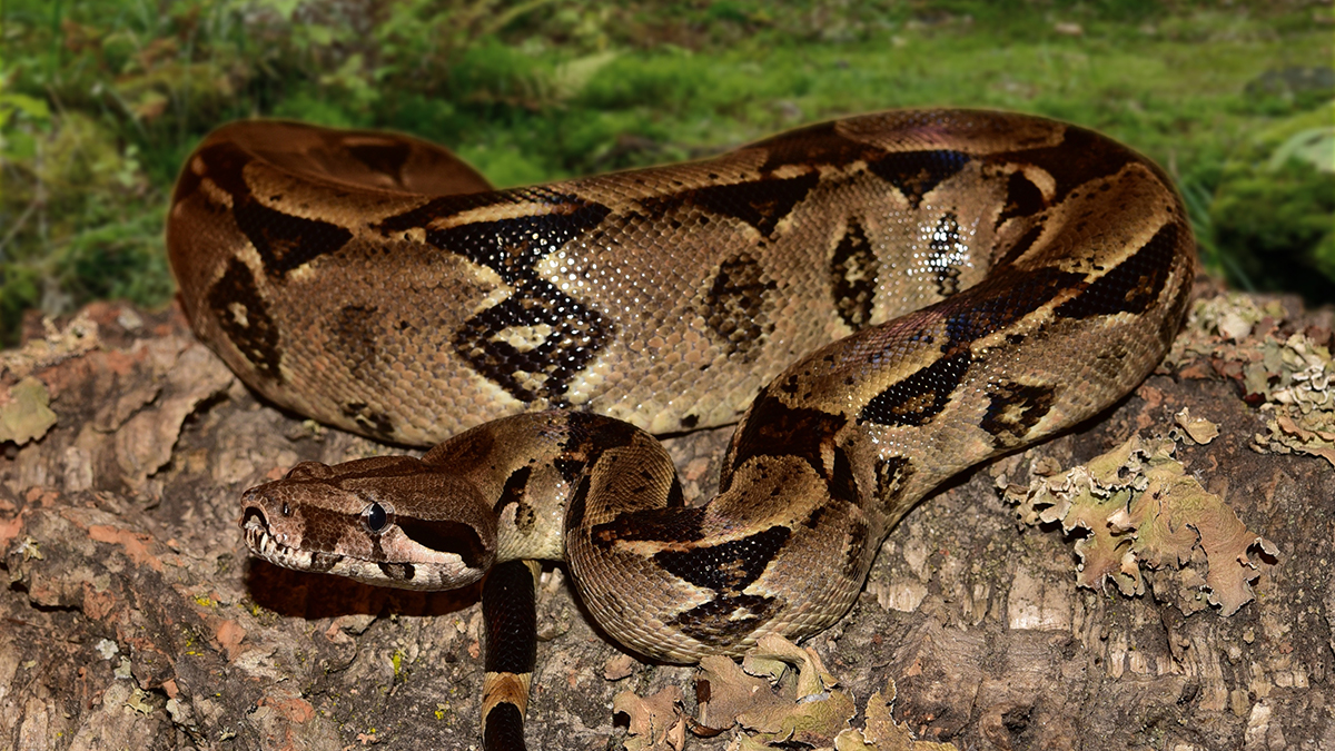 Le Boa Est il Le Plus Grand Serpent Du Monde Quelle Est Sa Taille le-boa-est-il-le-plus-grand-serpent-du-monde-quelle-est-sa-taille